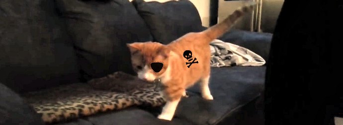 Meet Pirate Kitty, A Cat Without A Leg And An Eye Who's So Full Of Life, He'd Have Friended Captain Long John Silvers