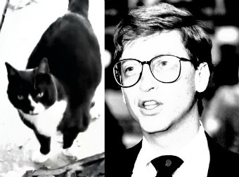 Meet The Cat Who's Called Bill Gates... Like Really!!!