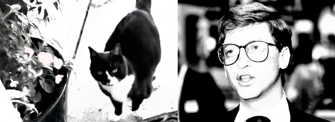 Meet The Cat Who's Called Bill Gates... Like Really!!!