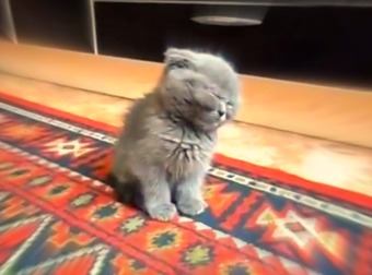 Hilarious Munchkin Kitten Falls Asleep While Standing