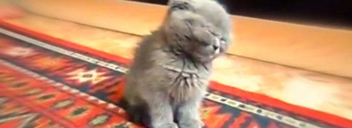 Hilarious Munchkin Kitten Falls Asleep While Standing