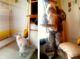 Iraq War Returns Home From Battle To His Cat Going Nuts Over Him. So Adorable. Just Watch It!