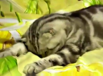 This Russian Cat Was So Tired, He Falls Asleep Suddenly In The Middle Of Watching TV News