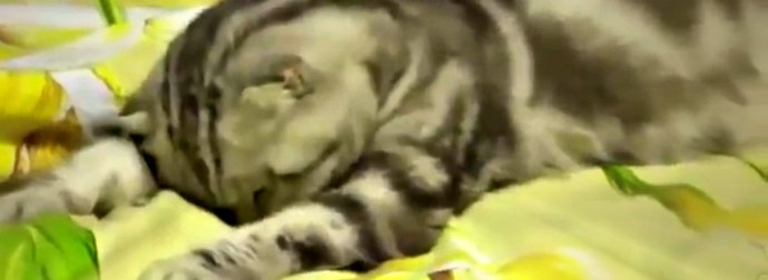 This Russian Cat Was So Tired, He Falls Asleep Suddenly In The Middle Of Watching TV News