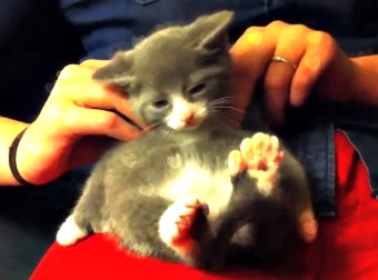 Incredibly Cute Munchkin Kitten Gets A Full Body Massage Everyday.