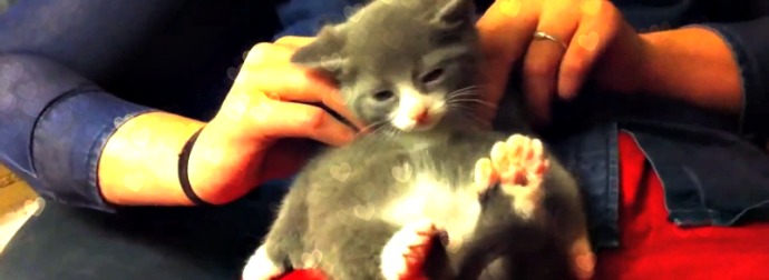 Incredibly Cute Munchkin Kitten Gets A Full Body Massage Everyday.