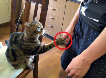 Incredibly Well-mannered Cat Asks For Head Rubs In The Most Polite Way