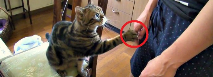 Incredibly Well-mannered Cat Asks For Head Rubs In The Most Polite Way