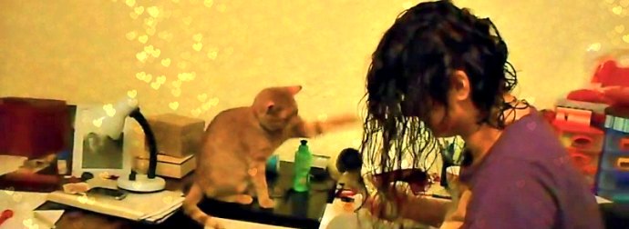 20 Hilarious Compilation Of Cats Battling Their #1 Enemy, The Hair Dryers.