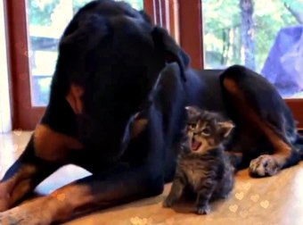 Adorable Viral Video Features A Tiny Munchkin Kitten Being BFFs With A HUGE Dog