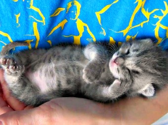 Days Old Kitten Starts Purring In His Sleep And It Broke The Internet