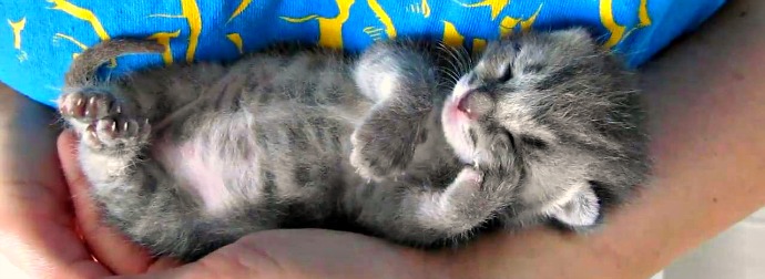 Days Old Kitten Starts Purring In His Sleep And It Broke The Internet