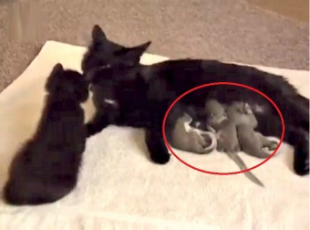 Mama Cat Does The Unthinkable. She Adopts Abandoned Baby Squirrels And Feeds Them Along With Her Own New Born Kittens!