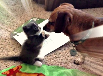 Munchkin Kitten Meets His Miniature Counterpart, A Dachshund ( Wiener ) Puppy In This Adorable Video