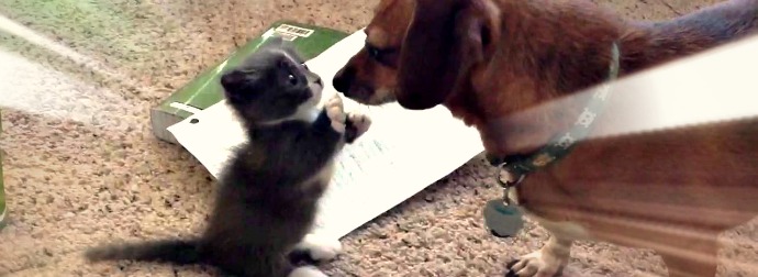 Munchkin Kitten Meets His Miniature Counterpart, A Dachshund ( Wiener ) Puppy In This Adorable Video