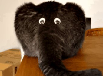 Yep. Cute Elephant. But What If I Told You That's Not An Elephant.