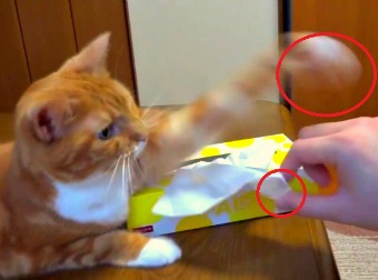 Cute Orange Tabby Guards Tissues And Won't Let Anyone Even Come Near Them Or Take One. Hilarious!