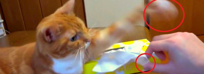 Cute Orange Tabby Guards Tissues And Won't Let Anyone Even Come Near Them Or Take One. Hilarious!