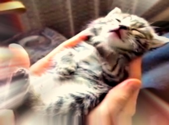 Kitten Flickers His Paws And Wriggles Crazily While Having Lucid Dreams