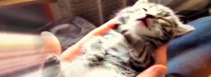 Kitten Flickers His Paws And Wriggles Crazily While Having Lucid Dreams