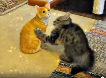 Kitten Attacks A Ceramic Orange Tabby Cat Thinking It's A Real Cat.