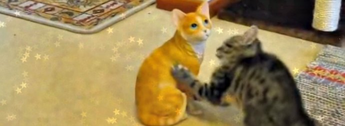 Kitten Attacks A Ceramic Orange Tabby Cat Thinking It's A Real Cat.