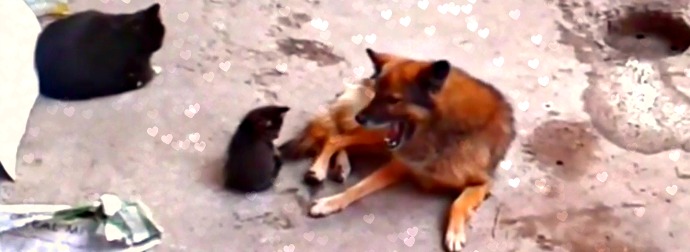 10 Months Later, Mama Cat Takes Her Kittens To Meet An Old Friend... A Dog!