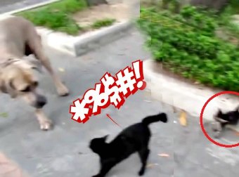 Black Cat Drops A Ninja-Style Flying Kick On Dog She Thinks Is Attacking Her New Born Kitten