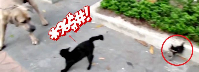 Black Cat Drops A Ninja-Style Flying Kick On Dog She Thinks Is Attacking Her New Born Kitten
