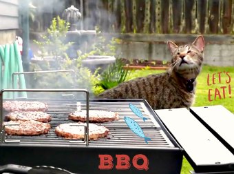 Help 1 Million Cats Get A Free Meal By Doing Nothing Except Watch This "Summer Time" Cat Video