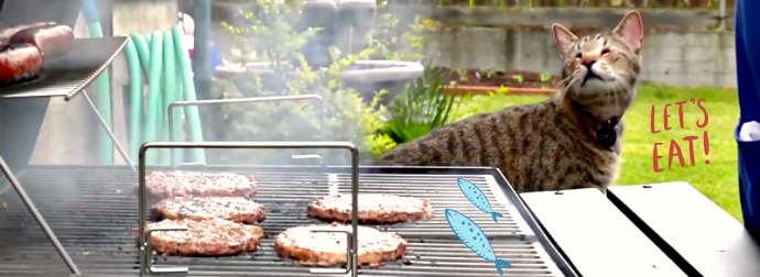 Help 1 Million Cats Get A Free Meal By Doing Nothing Except Watch This "Summer Time" Cat Video