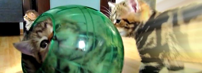 Kittens Steal The Hamster's Ball And Play With It Non-Stop, Because Why Not, Right?