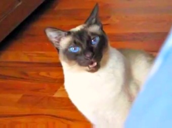 Talkative SnowShoe Siamese Cat Answers All The Questions You Ask Your Expensive Psychic