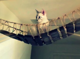 Cat Walks Bridge Like Indiana Jones In The Temple Of Doom Movie