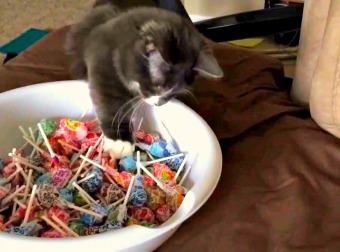 Black Munchkin Cat Obsesses With Halloween DumDums Candy And Steals, Hoards The DumDums