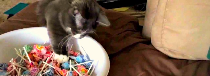 Black Munchkin Cat Obsesses With Halloween DumDums Candy And Steals, Hoards The DumDums