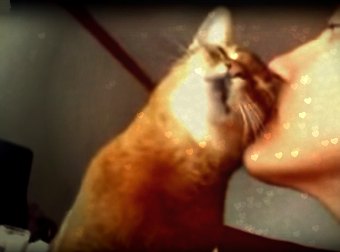 Abyssinian Cat Makes Human-like Gestures And "Moves" To Demand Kisses From His Cat-Mom.