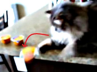 Watch 22 Cats Knock Stuff Over In This Hilarious Video Compilation.