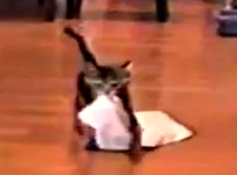 Japanese Man Trains His Kitten To Play Fetch With The Common Household Towel