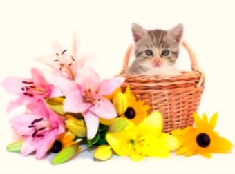 10 Houseplants And Fruits That Could Kill Your Cat. Plus, How To Keep Your Cats And Kittens Safe
