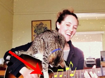 Cat Steals The Show From His Musician Cat-Mom And Starts Busting Out Tunes On The Guitar