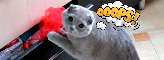 Look At This Cat's Face As He Gets Totally Busted Stealing Scarves And Bras From Cat-mom's Dresser