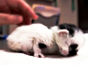 Man Rescues Kitten That Looks Like A Baby Panda. They Save Her And Name Her Panda. Here's Her Story