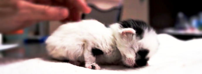 Man Rescues Kitten That Looks Like A Baby Panda. They Save Her And Name Her Panda. Here's Her Story