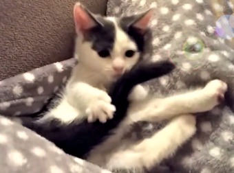 Cute Kitten Is Mesmerized By Her Tail, Plays With It In An Adorable Way