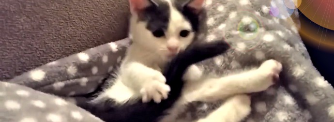 Cute Kitten Is Mesmerized By Her Tail, Plays With It In An Adorable Way