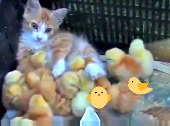 Socially Concious Cat Keeps Newly Orphaned Baby Chicks By Warming Them and Nurturing Them