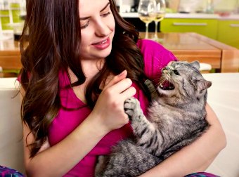 You Might Be Petting Your Cat, Kitten All Wrong. Jackson Galaxy From Animal Planet Show You The Way