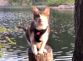 Complete Bling In Both Eyes From Birth, Honey Bee, The Cat From Fiji Hikes And Plays Better Than Normal Cats