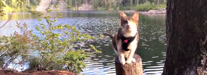 Complete Bling In Both Eyes From Birth, Honey Bee, The Cat From Fiji Hikes And Plays Better Than Normal Cats